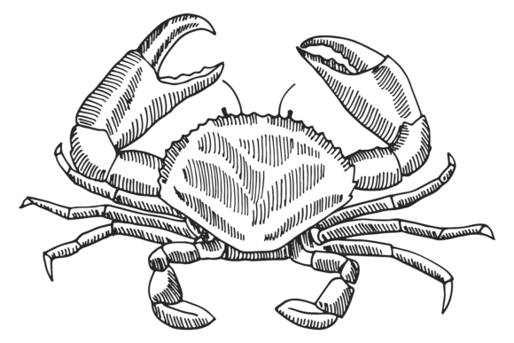 Download Crab Engraving. Hand Drawn Shellfish. Se - Shellfish Collection